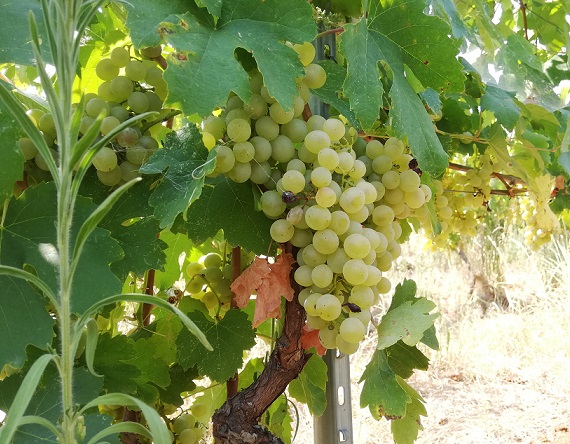 Ligas grapes